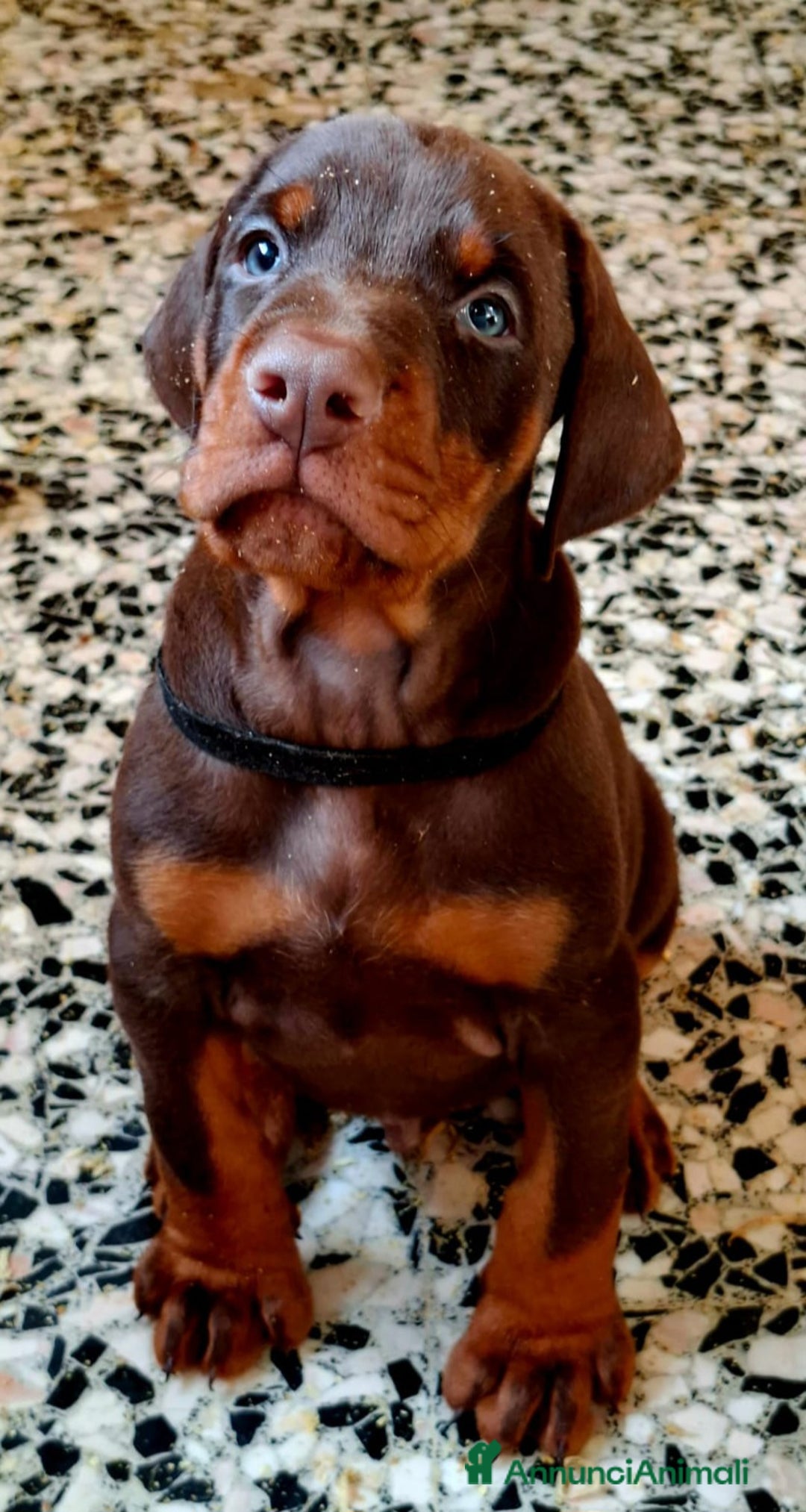 Dobermann cani in vendita: Cuccioli Dobermann  - Annuncio 7