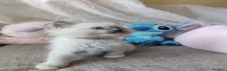 Ragdoll gatti in vendita: Cuccioli Ragdoll disponibili a Città metropolitana di Messina - Annuncio 20