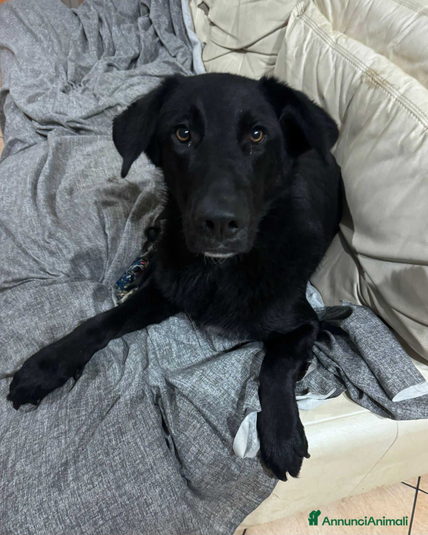 Meticcio cani DANTE MIX LABRADOR/BORDER COLLIE - Annuncio 2