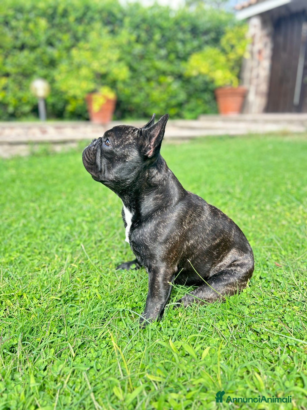 Bulldog Francese cani per accoppiamento: Bulldog francese maschio per accoppiamento  - Annuncio 4