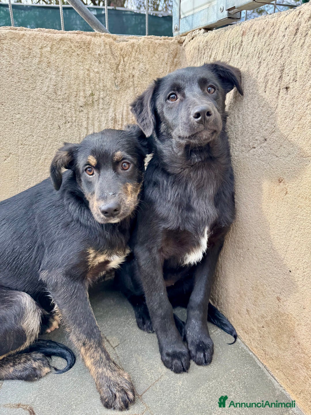 Meticcio cani in regalo: Lala cucciola taglia media timida - Annuncio 4