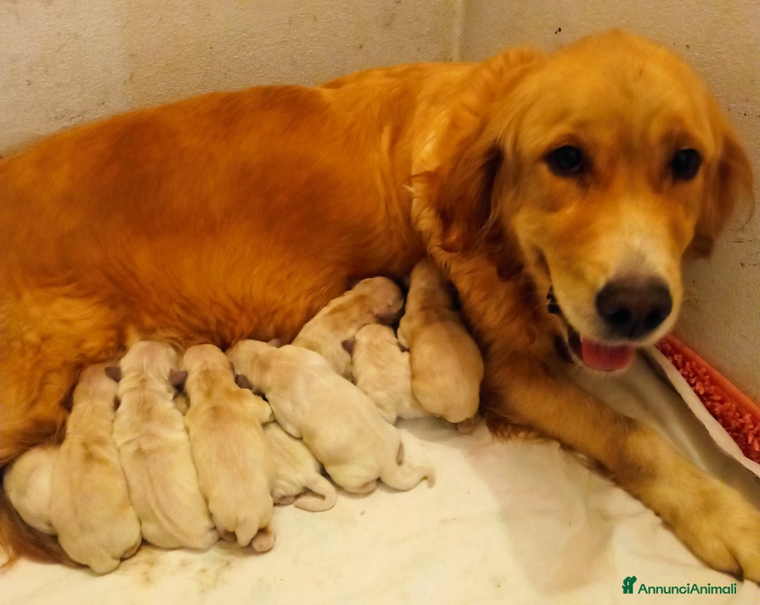 Golden Retriever cani in vendita: Golden retriever con pedigree ENCI  a Provincia di Treviso - Annuncio 1