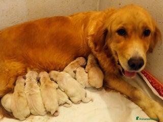 Golden Retriever cani Golden retriever con pedigree ENCI a Provincia di Treviso - Annuncio 31