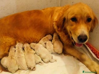 Golden Retriever cani Golden retriever con pedigree ENCI a Provincia di Treviso - Annuncio 18
