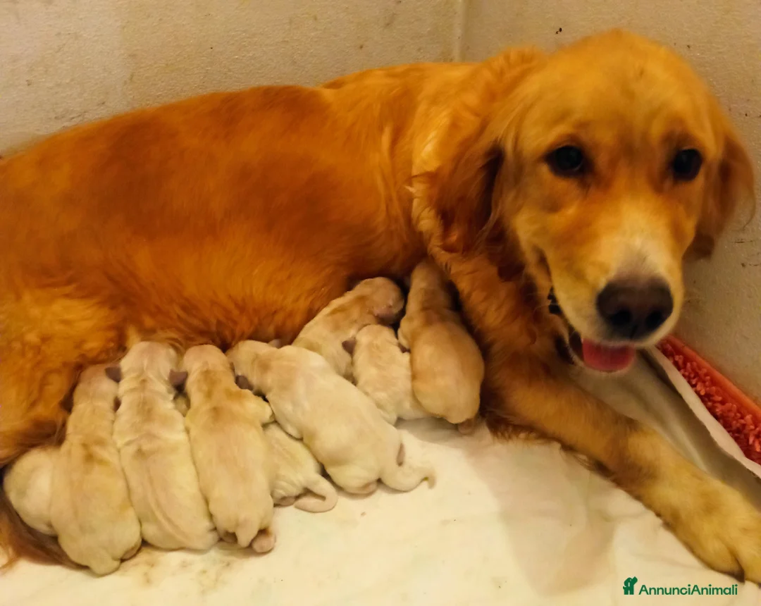 Golden Retriever cani in vendita: Golden retriever con pedigree ENCI  a Provincia di Treviso - Annuncio 1