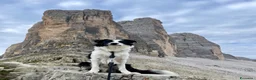 Border Collie cani per accoppiamento: Border Collie disponibile per monta - Annuncio 2