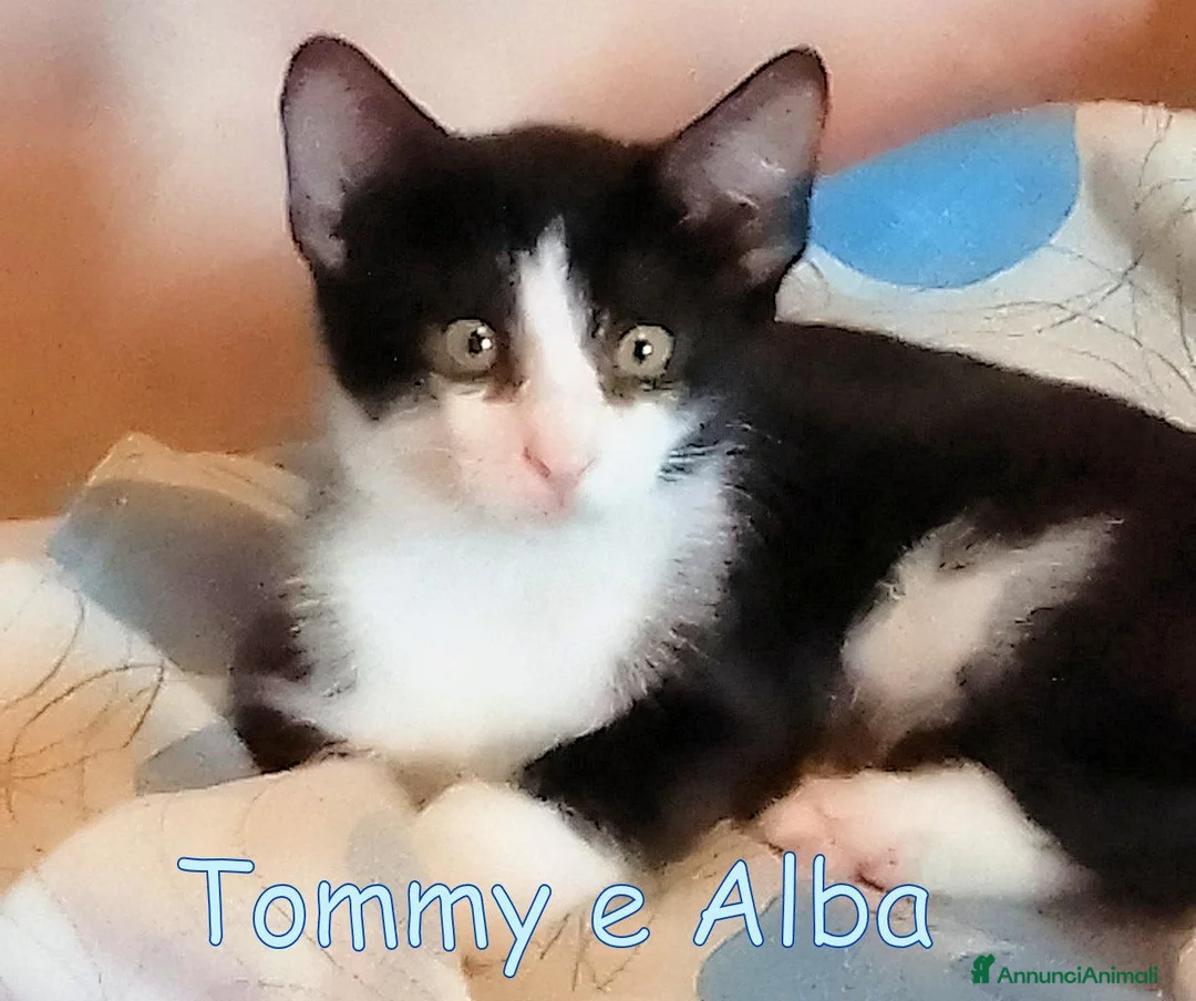 Europeo gatti in regalo: TOMMY E ALBA DOLCISSIMI GATTINI - Annuncio 2