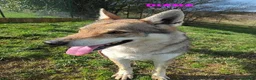Lupo Cecoslovacco cani in regalo: DIANA bellissima - per esperti a Provincia di Lucca - Annuncio 2