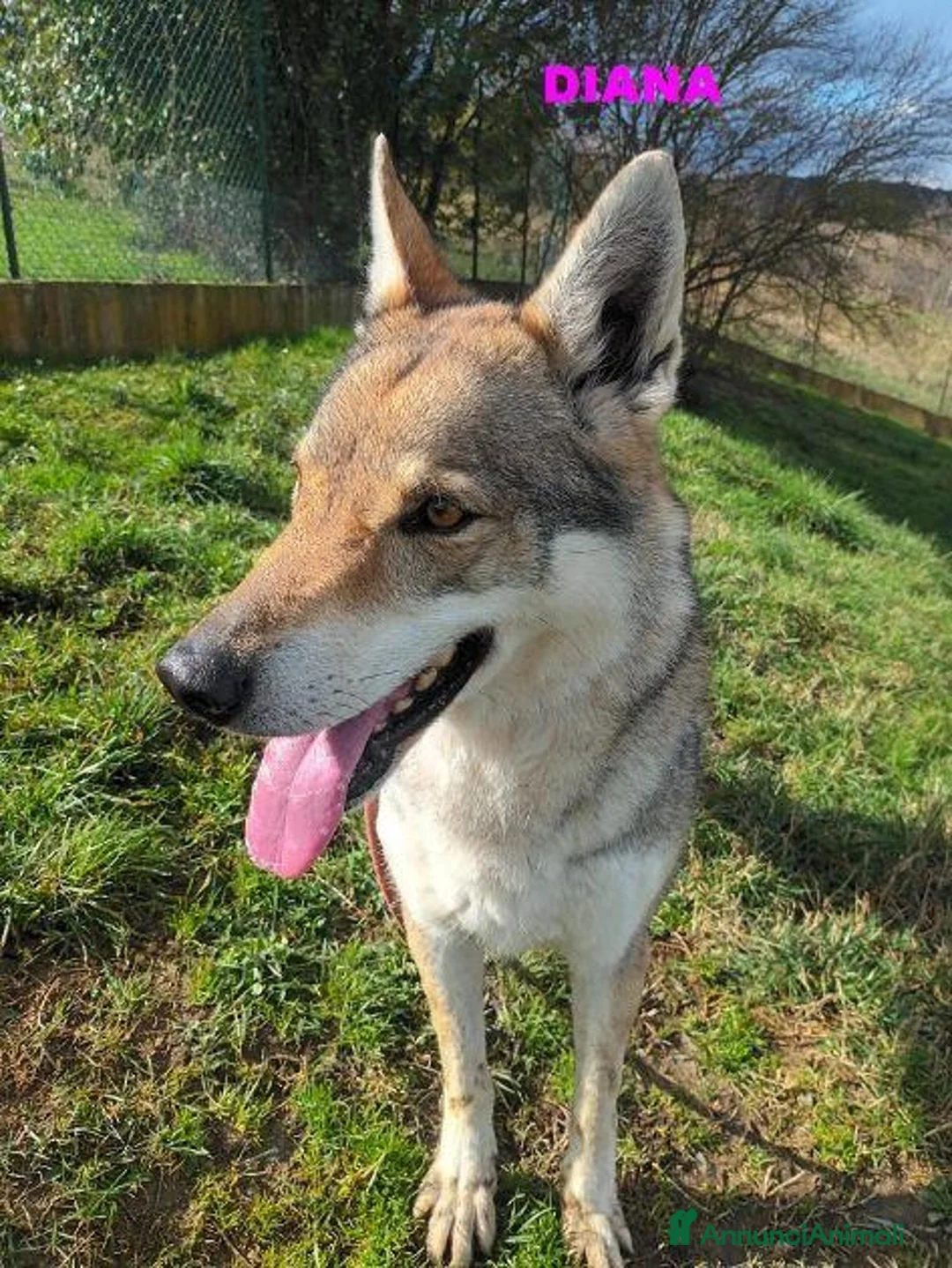 Lupo Cecoslovacco cani in regalo: DIANA bellissima - per esperti a Provincia di Lucca - Annuncio 2