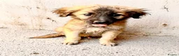 Meticcio cani in regalo: Tesla, Ulisse, Jimi e Dolcezza - Annuncio 3