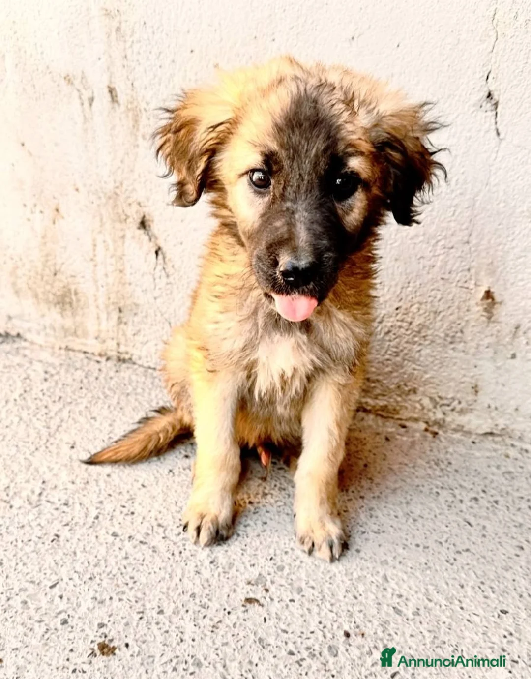 Meticcio cani in regalo: Tesla, Ulisse, Jimi e Dolcezza - Annuncio 3