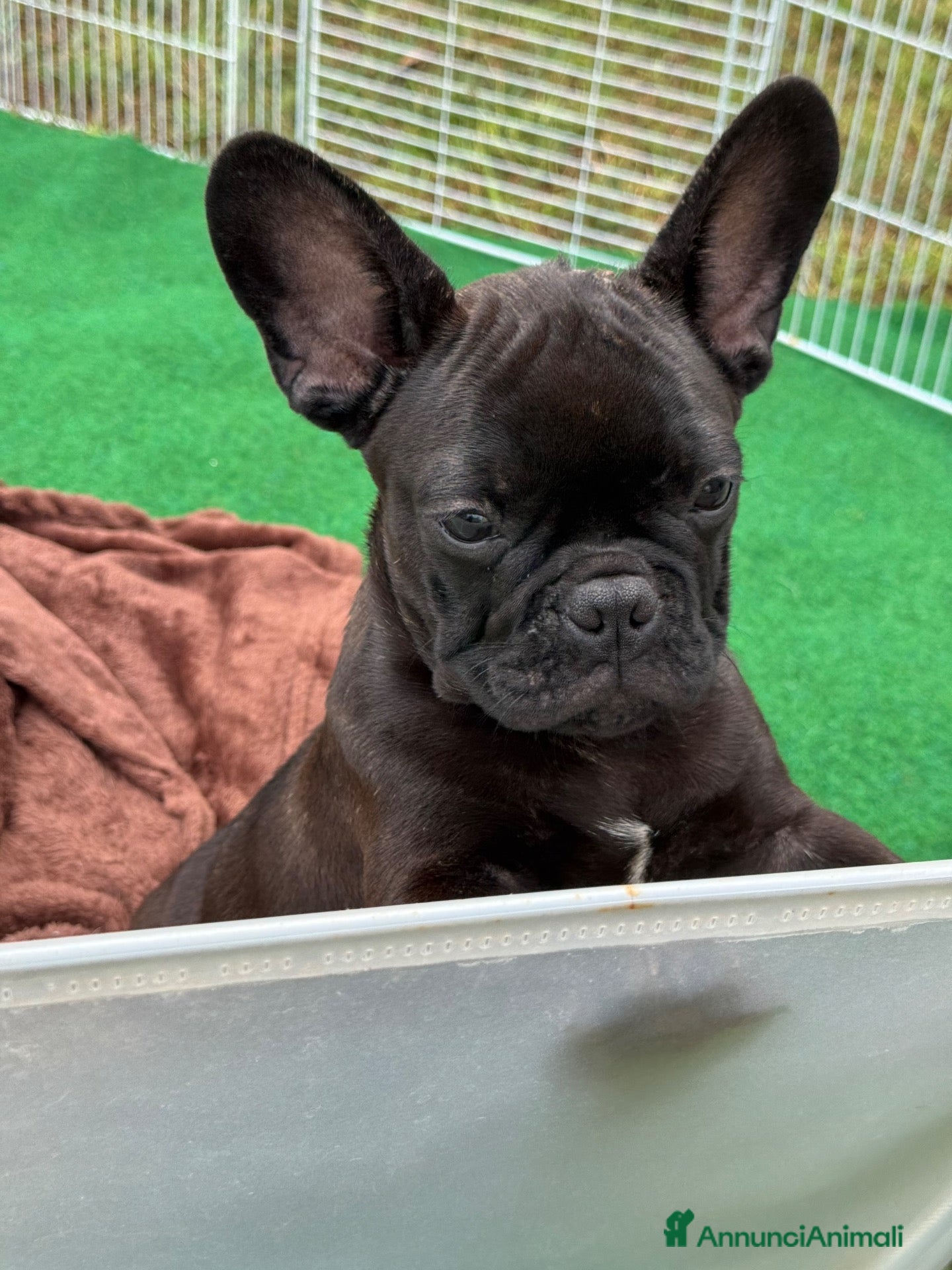 Bulldog Francese cani Bulldog francese total black  - Annuncio 1