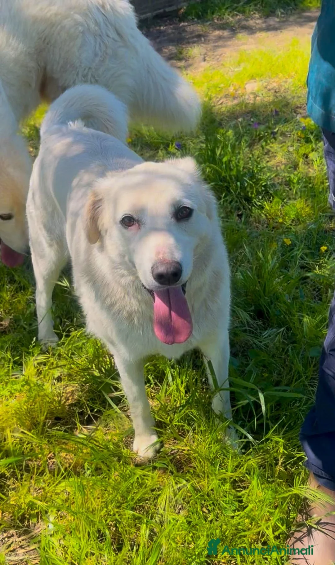 Meticcio cani in regalo: WILMA🩷-2 anni, cerca una casa per sempre 🙏🏻🏠 a Provincia di Brescia - Annuncio 3