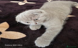 British gatti in vendita: British a Provincia di Biella - Immagine 7