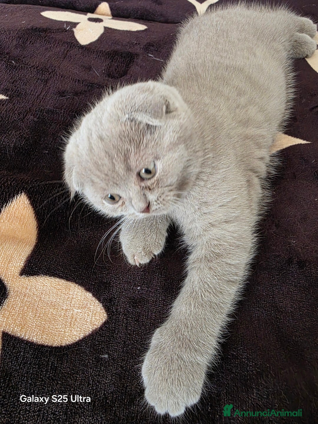 British gatti in vendita: British a Provincia di Biella - Immagine 7