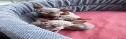 Sphynx gatti in vendita: Bellissimi cuccioli di canadian sphynx - Annuncio 3