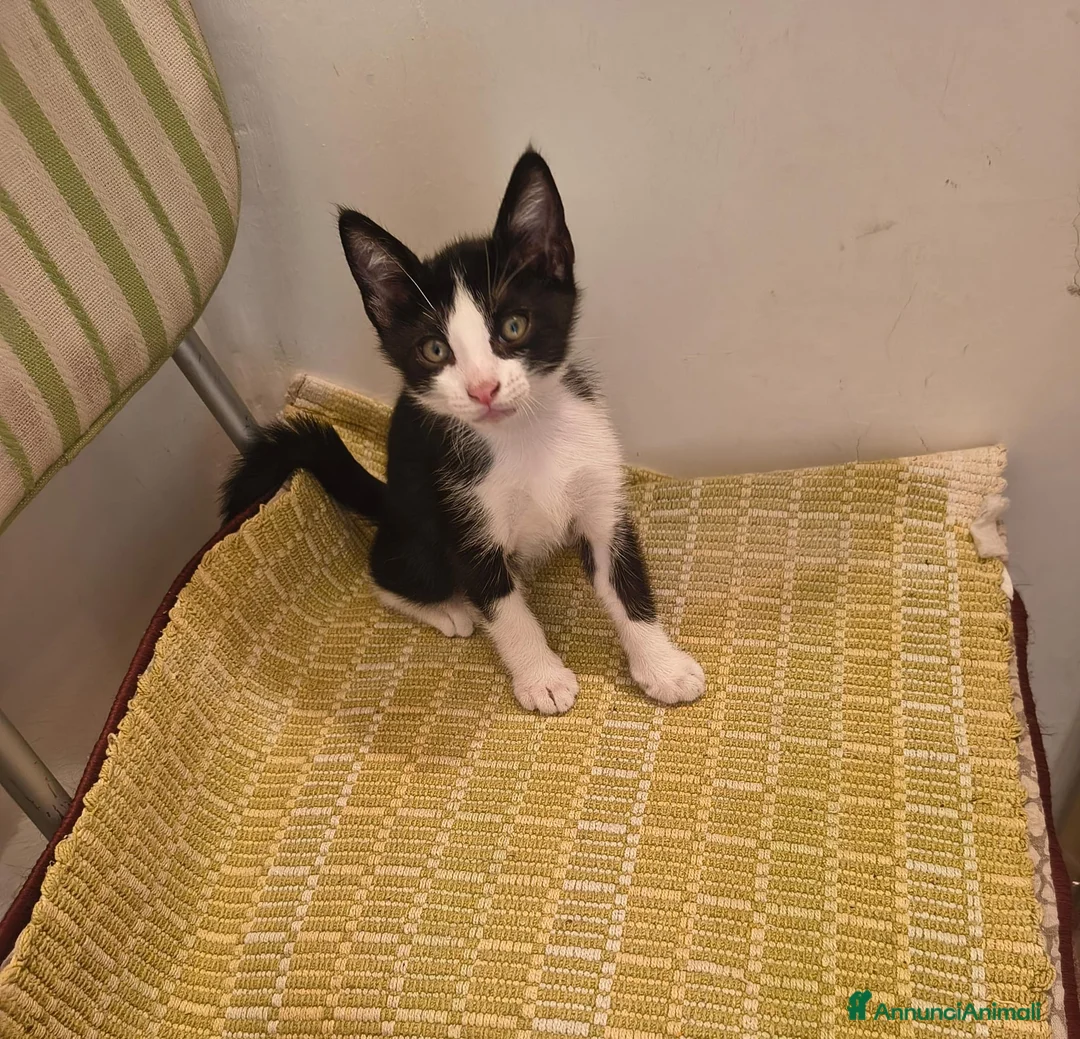 Europeo gatti in regalo: Mici portafortuna cercano casa  - Annuncio 2
