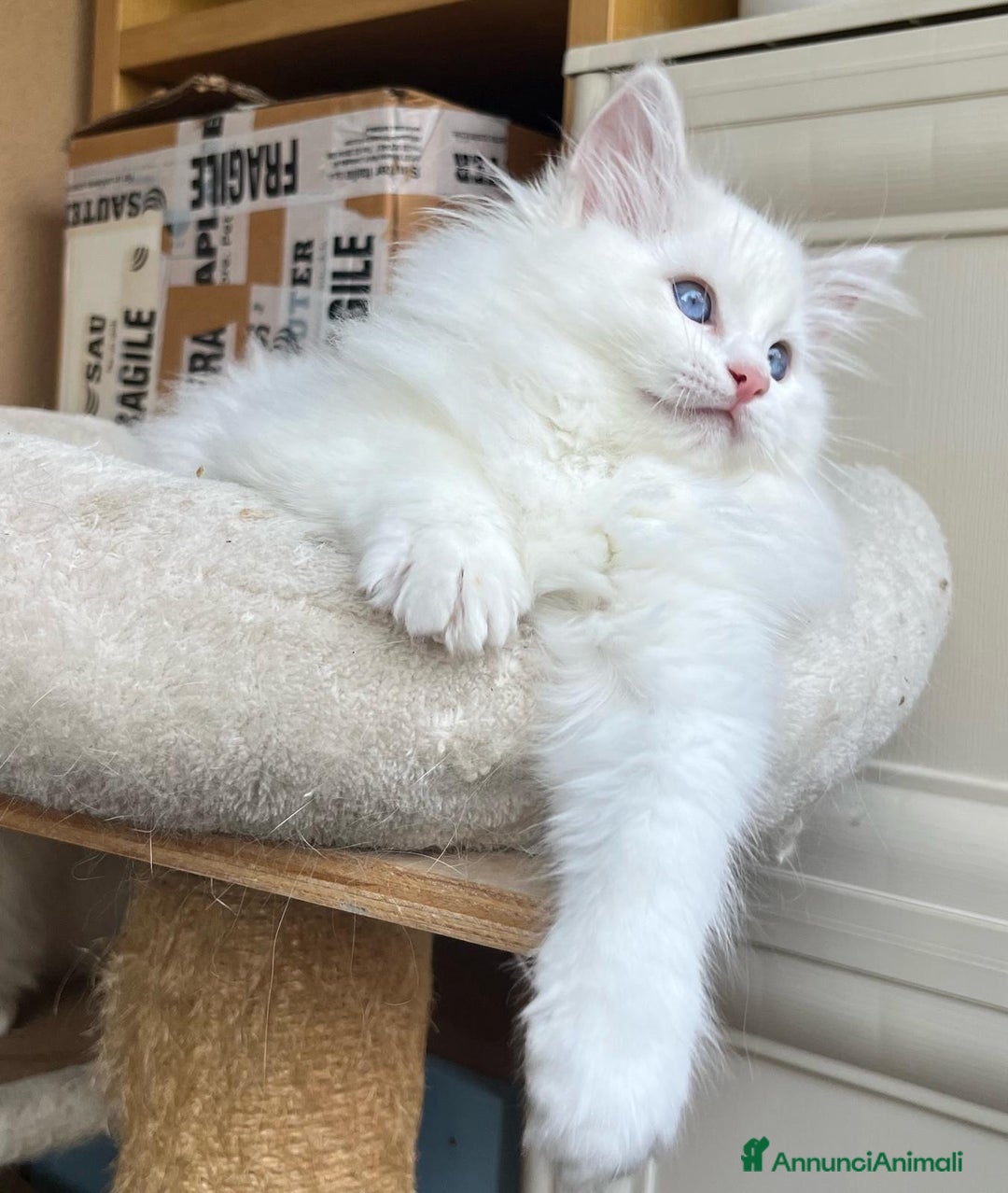 Ragdoll gatti in vendita: Cucciola Lilac bicolor  - Annuncio 5