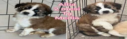 Meticcio cani in regalo: CUCCIOLI SOLI ED ESCLUSI  a Città Metropolitana di Genova - Annuncio 8