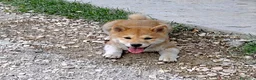 Shiba Inu cani in vendita: Cucciolo Shiba - Annuncio 3