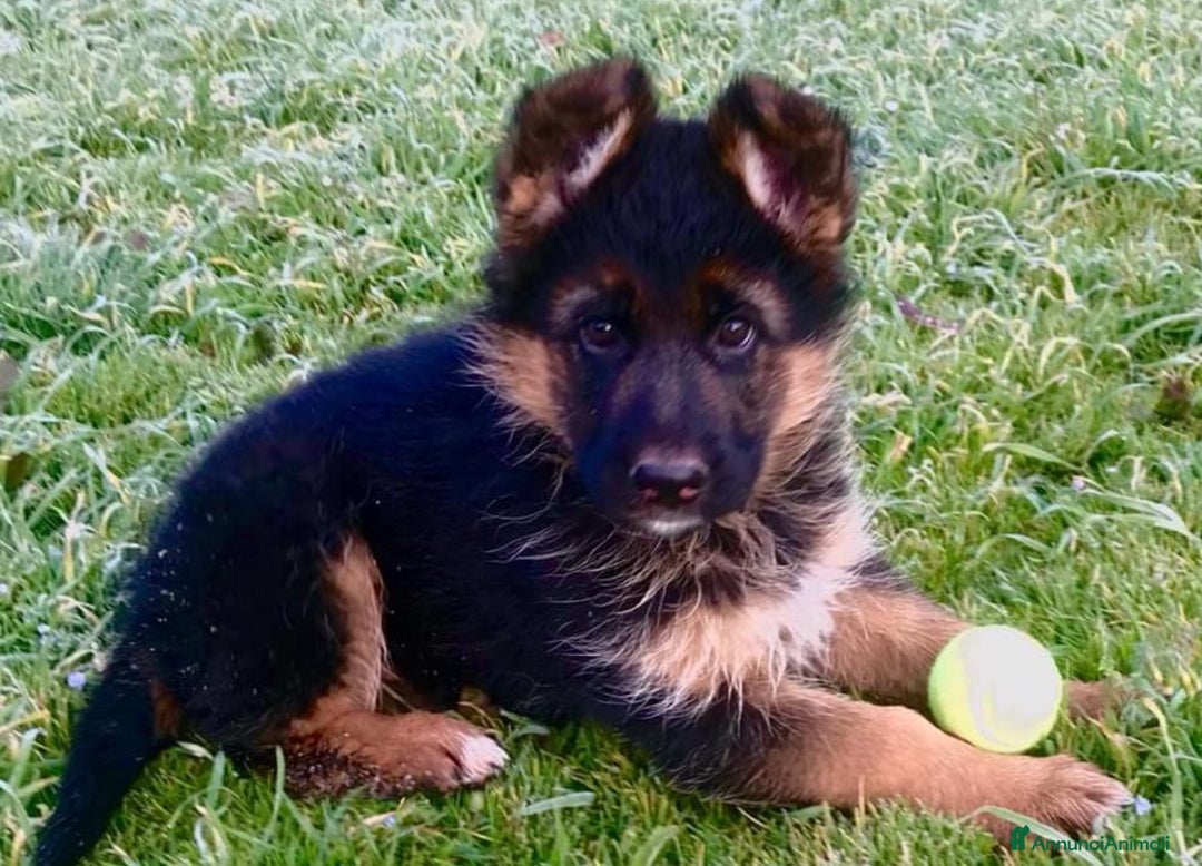 Pastore Tedesco cani in vendita: cuccioli pastore tedesco femmina - Annuncio 3