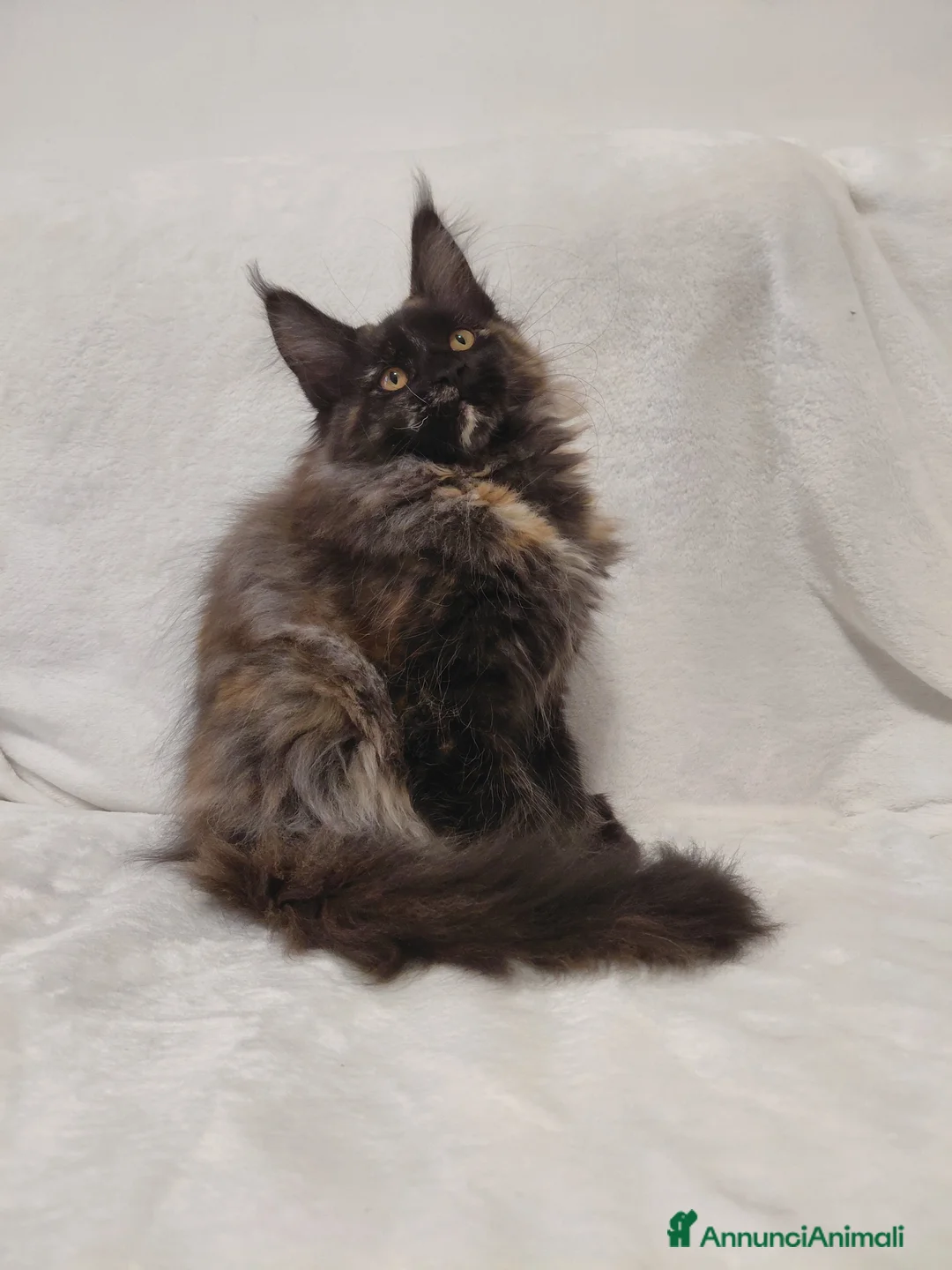 Maine Coon gatti in vendita: Maine coon  - Annuncio 2