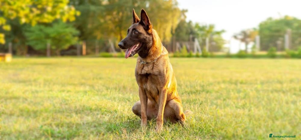 Pastore Belga cani Cuccioli Pastore Belga Malinois in Italia a Città Metropolitana di Bari - Annuncio 2