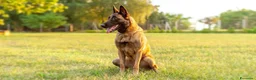 Pastore Belga cani in vendita: Cuccioli Pastore Belga Malinois in Italia a Città Metropolitana di Bari - Annuncio 2