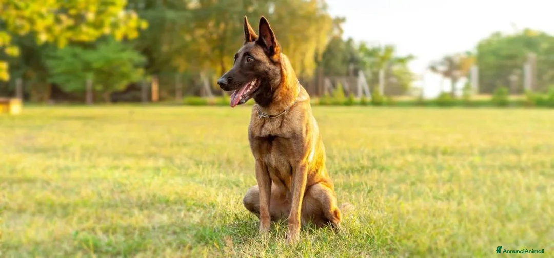 Pastore Belga cani in vendita: Cuccioli Pastore Belga Malinois in Italia a Città Metropolitana di Bari - Annuncio 2