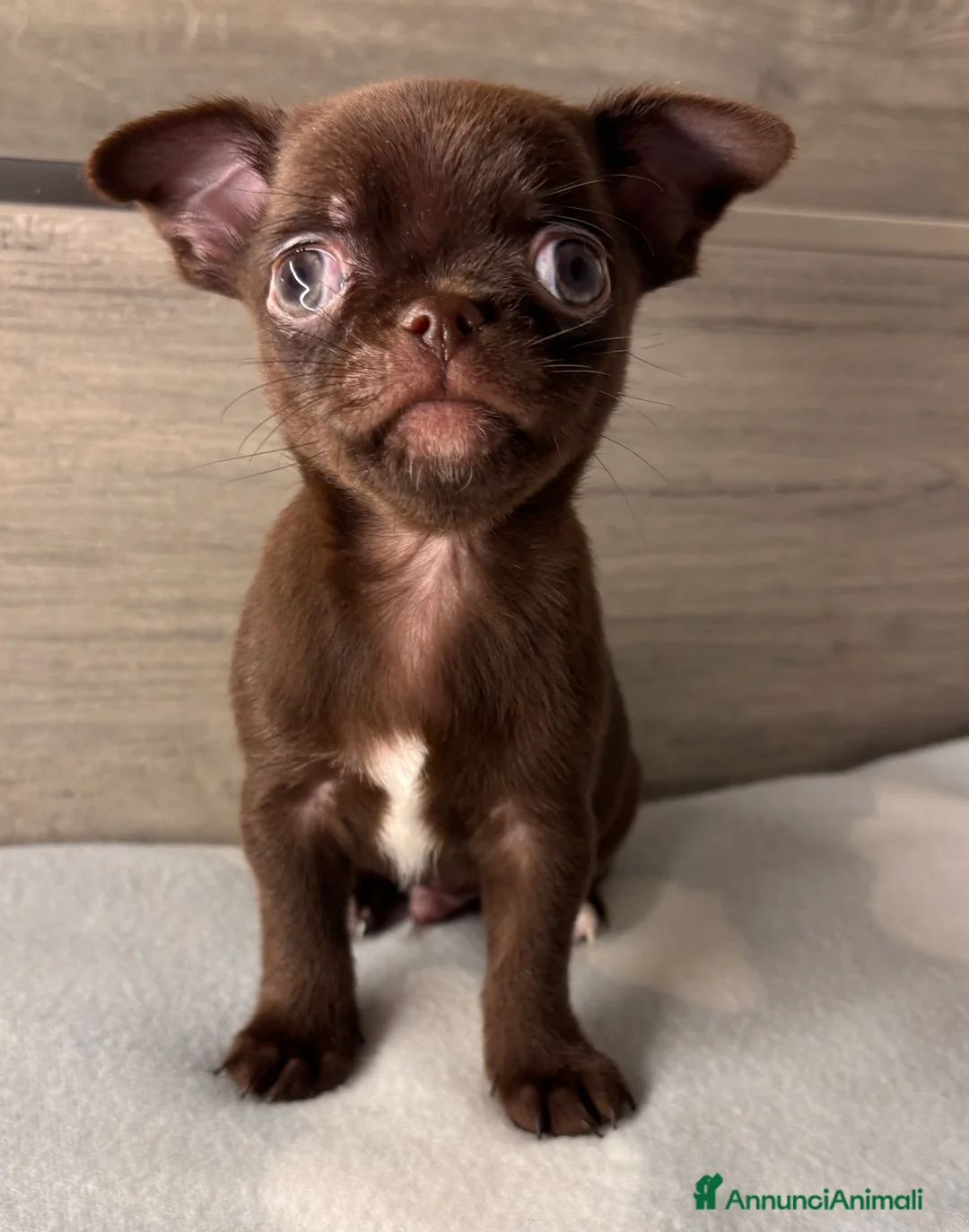 Chihuahua cani in vendita: Cuccioli di chihuahua - Annuncio 6