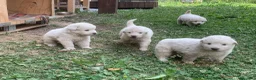 Pastore Abbruzzese Maremmano cani in vendita: Vendita cucciolo Pastore Maremmano  - Annuncio 8