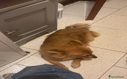 Volpino Pomerania cani in vendita: !URGENTE! vendo cucciola spitz pomerania - Annuncio 6