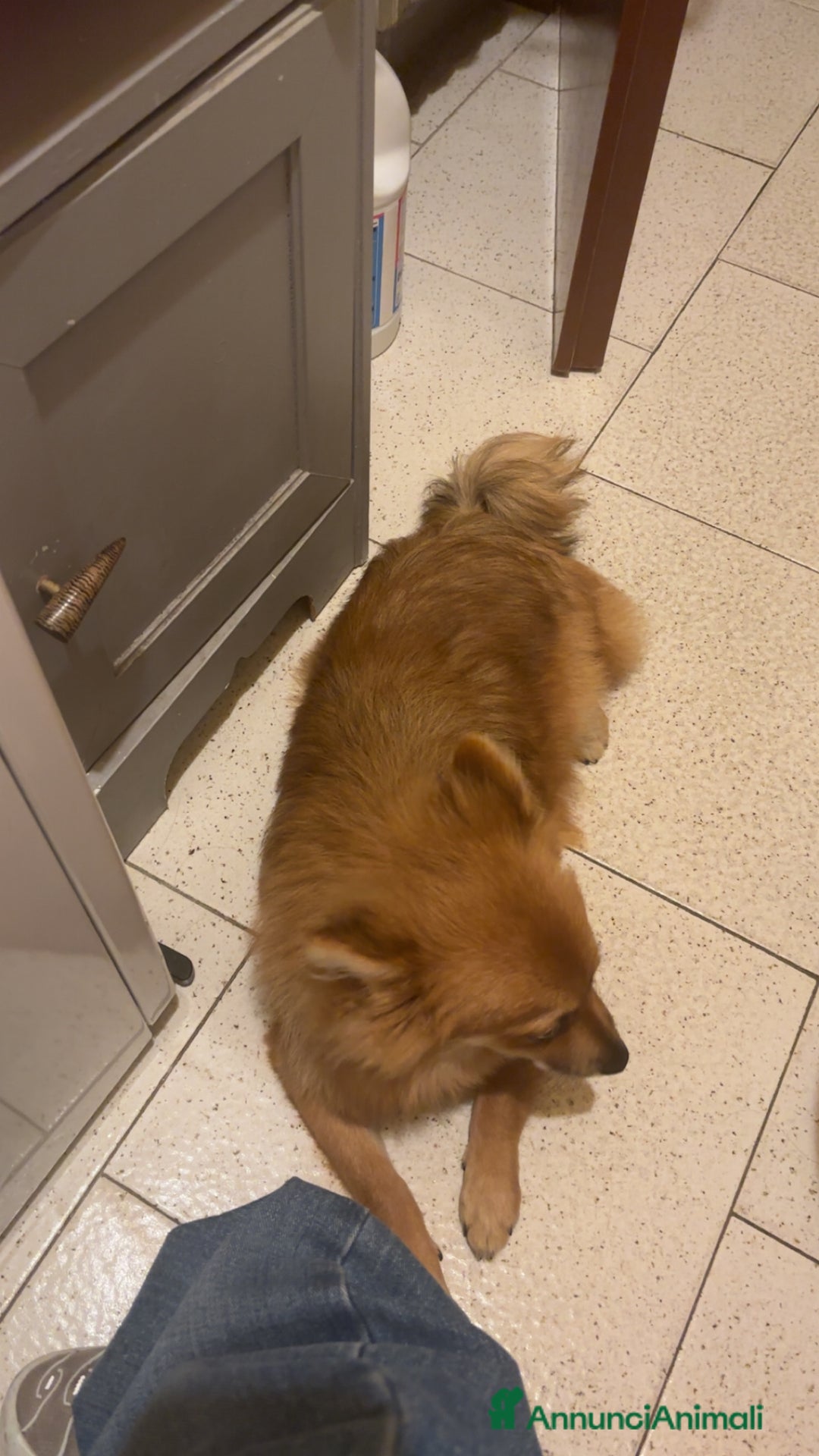 Volpino Pomerania cani in vendita: !URGENTE! vendo cucciola spitz pomerania - Annuncio 6