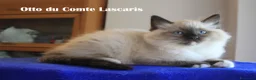 Ragdoll gatti in vendita: gattino razza ragdoll super coccolone a Provincia di Imperia - Annuncio 6