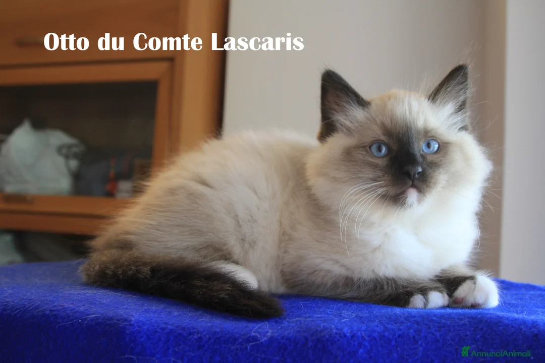 Ragdoll gatti in vendita: gattino razza ragdoll super coccolone a Provincia di Imperia - Annuncio 6