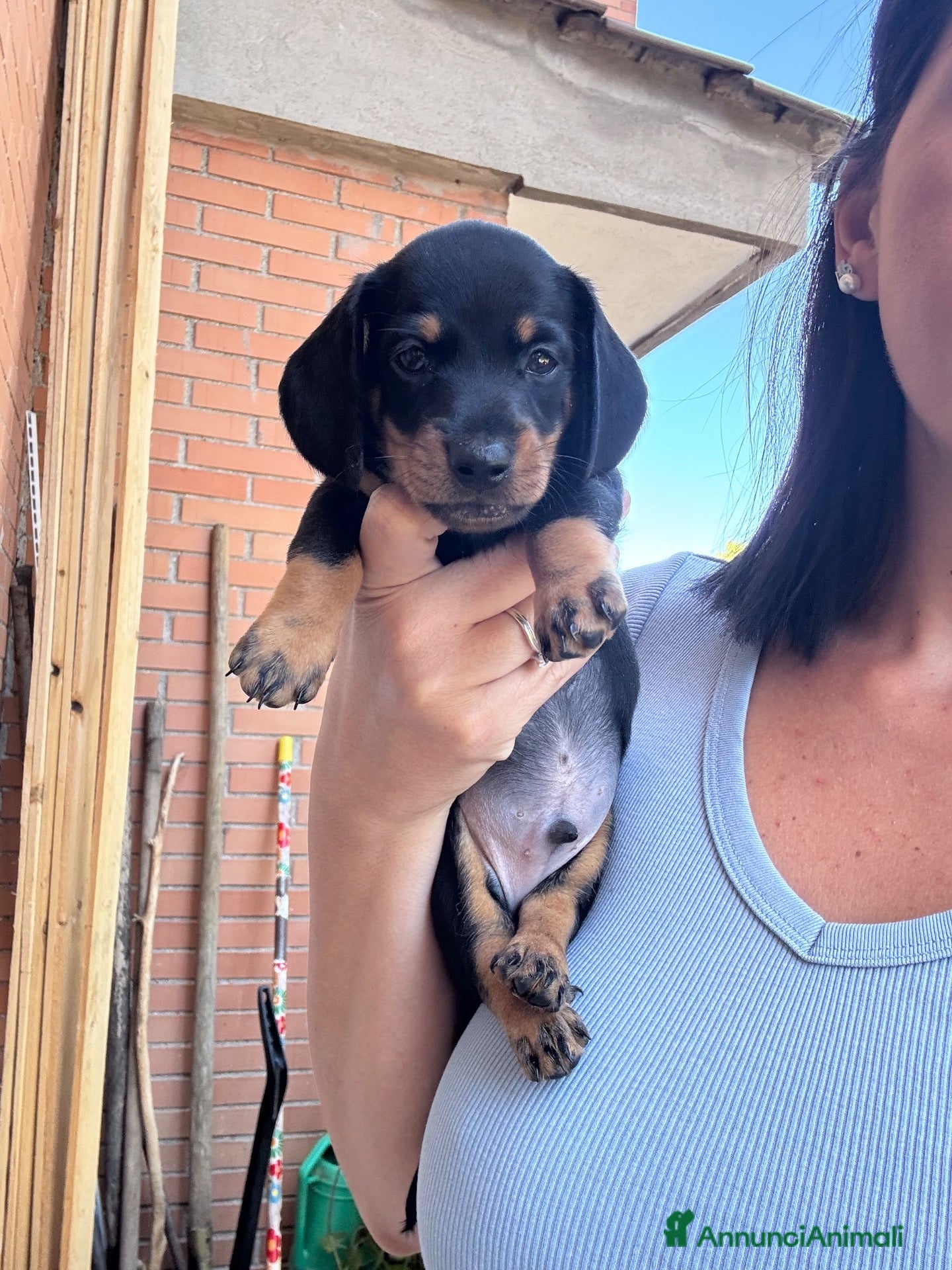 Bassotto cani Prenotazione cuccioli - Annuncio 7