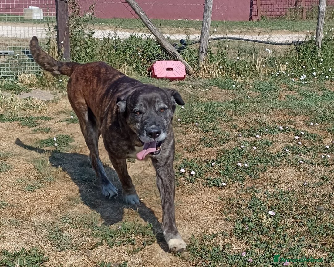 Meticcio cani in regalo: TEMPESTA...d'amore non facciamola morire in un box a Latina - Annuncio 5