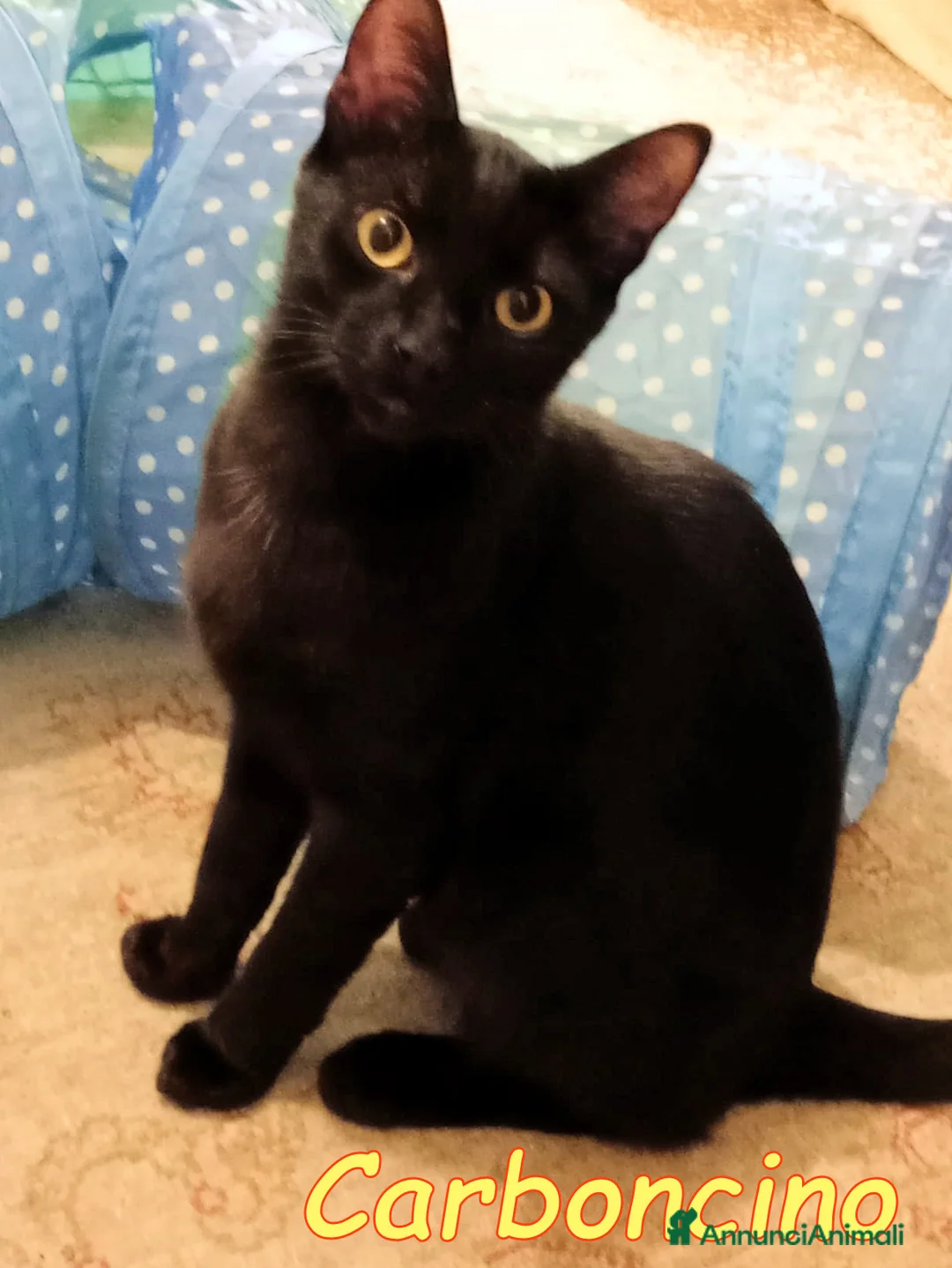 Europeo gatti in regalo: MATITA E CARBONCINO GATTINI ADORABILI - Annuncio 2