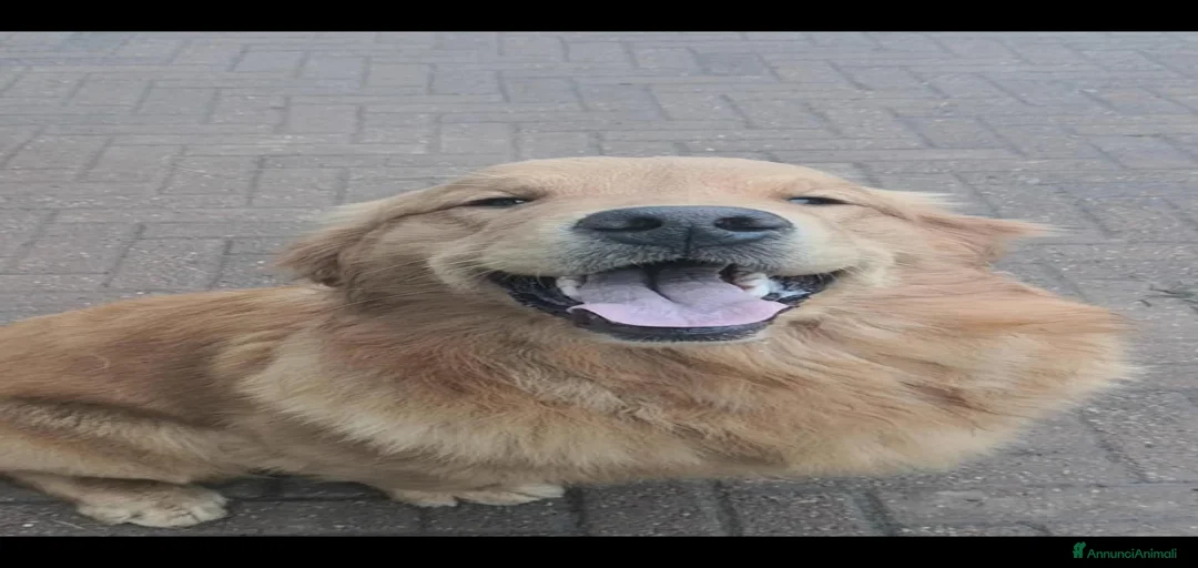 Immagine della galleria {{count}}