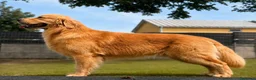 Golden Retriever cani in vendita: Allevamento sleepingbeauty golden - Annuncio 3