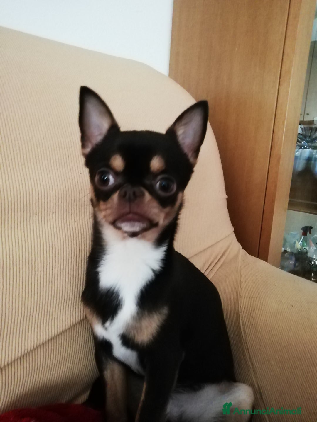 Chihuahua cani per accoppiamento: Chiwawa maschio  a Provincia di Bergamo - Immagine 4
