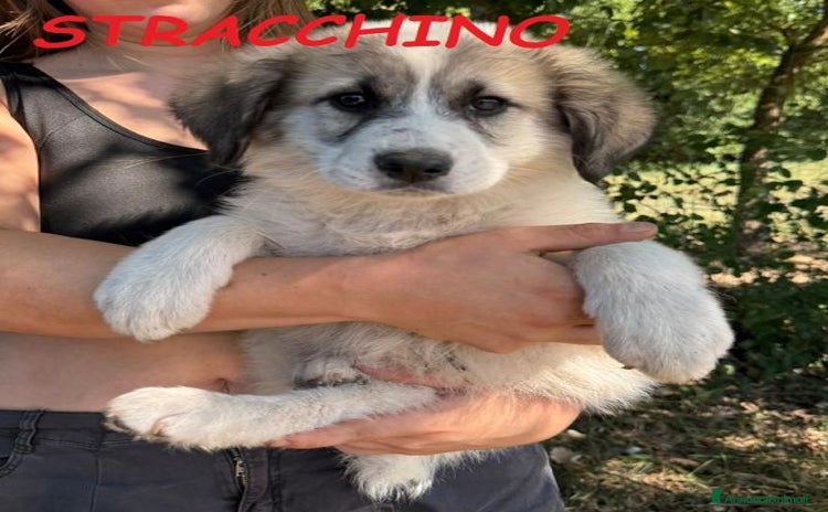 Meticcio cani a Città Metropolitana di Torino - Annuncio 9