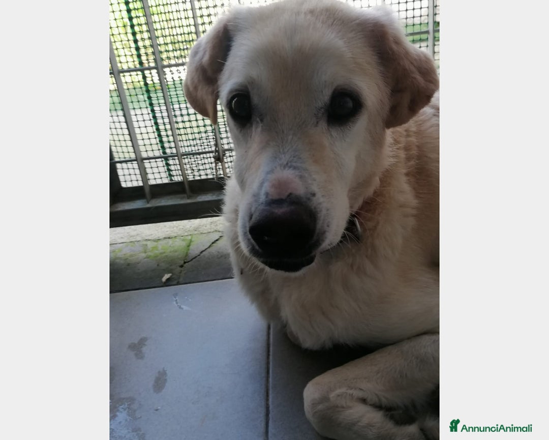 Meticcio cani in regalo: Alfredo, SOS una casa per la vita a Latina - Annuncio 2