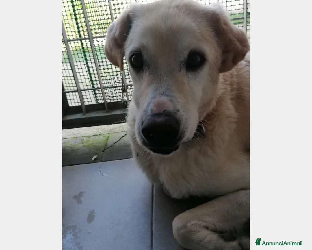Meticcio cani in regalo: Alfredo, SOS una casa per la vita a Latina - Annuncio 2