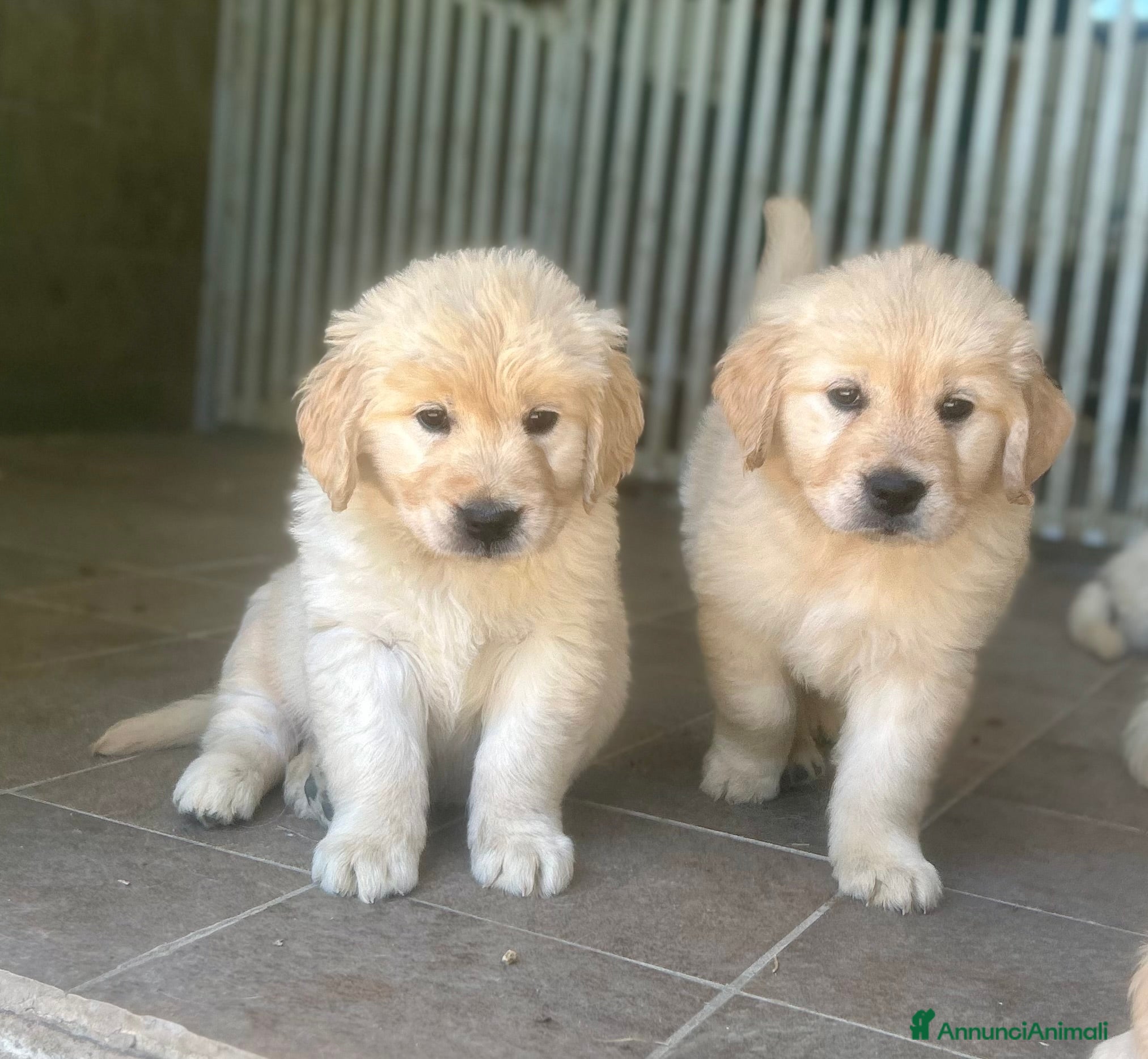 Golden Retriever cani Cuccioli Golden Retriever  - Annuncio 1