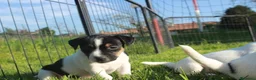 Jack Russell cani in vendita: Jack Russell terrier femmine pedigree - Annuncio 10