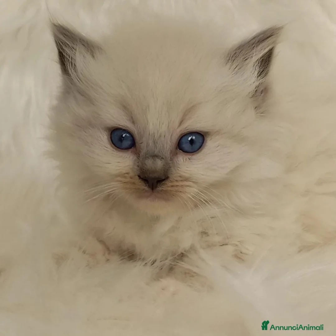 Immagine della galleria {{count}}