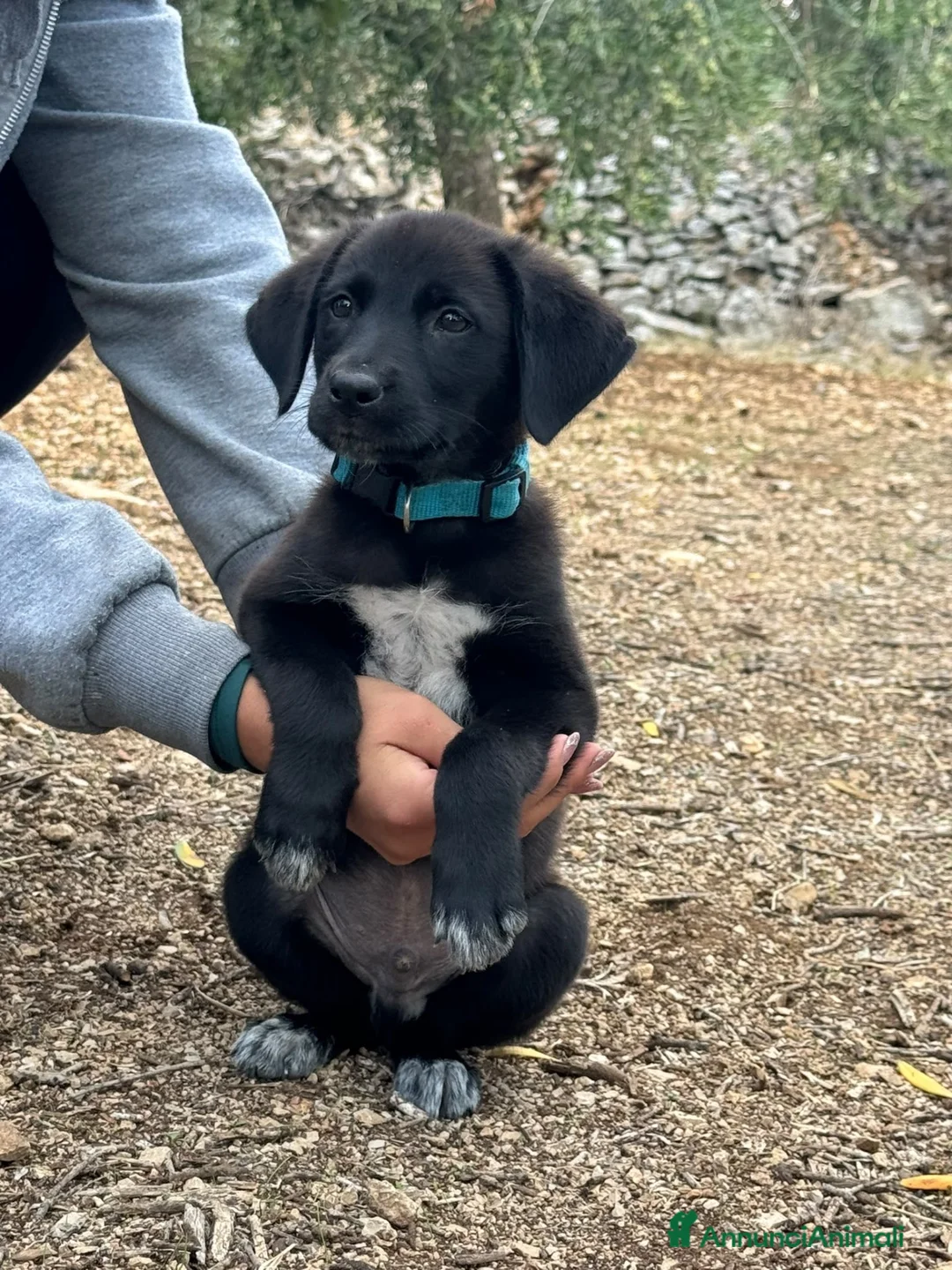 Meticcio cani in regalo: Eren cucciolo simil Labrador  a Città metropolitana di Milano - Annuncio 5