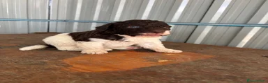 Lagotto 1