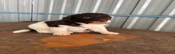 Lagotto cani in vendita: Cuccioli di lagotto romagnolo  a Provincia di Forlì-Cesena - Annuncio 7